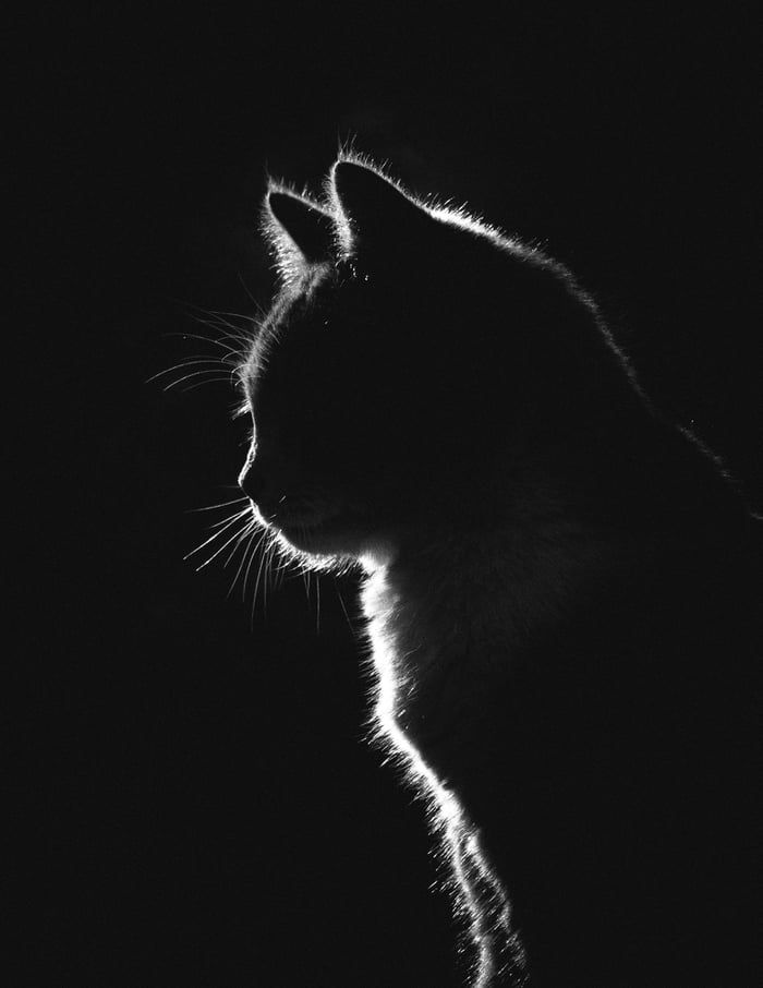 KITTY-BOT